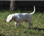 Small #5 Dogo Argentino
