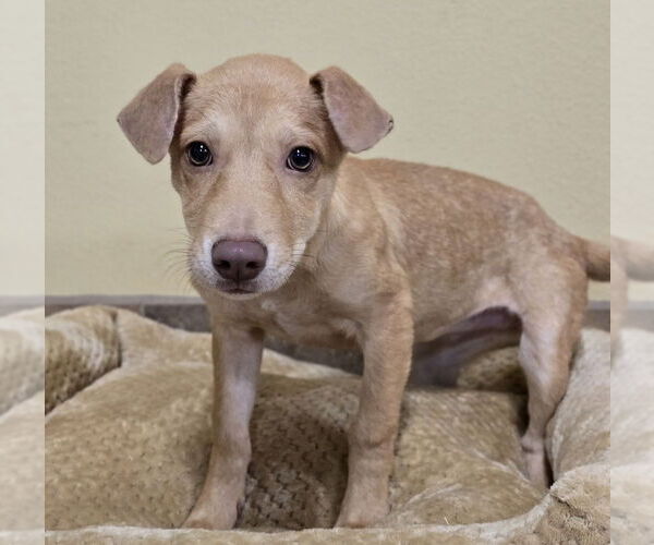 Medium Photo #6 Mutt Puppy For Sale in Lakewood, CO, USA