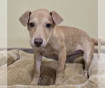 Small #5 Mutt