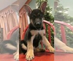 Small Photo #1 German Shepherd Dog Puppy For Sale in NORWICH, OH, USA