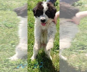 Great Pyrenees-Maremma Sheepdog Mix Puppy for sale in MOUNT JACKSON, VA, USA