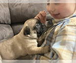 Puppy Wrinkles girl Pug