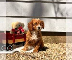 Cavapoo Puppy for sale in ARTHUR, IL, USA