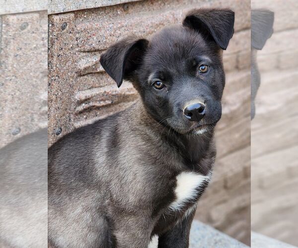 Medium Photo #5 Labrador Retriever-Unknown Mix Puppy For Sale in Tustin, CA, USA