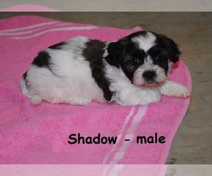 Zuchon Puppy for sale in OWENTON, KY, USA