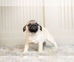 Small Photo #13 Pug Puppy For Sale in WARSAW, IN, USA