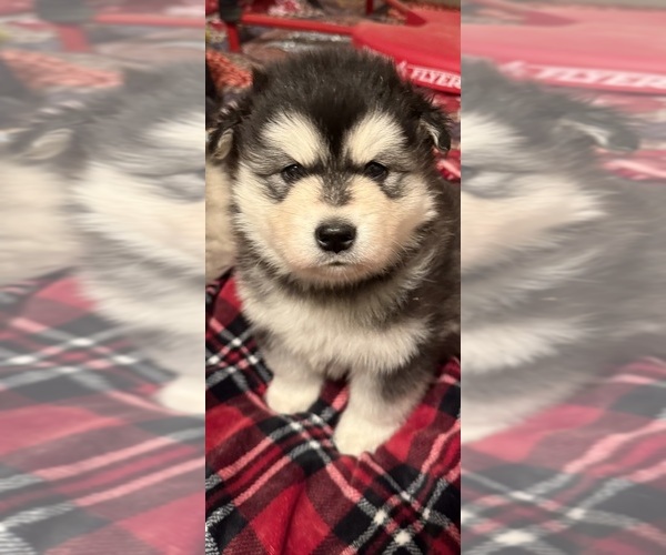 Medium Photo #1 Alaskan Malamute Puppy For Sale in CLEAR BROOK, VA, USA