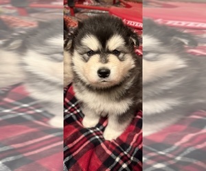 Alaskan Malamute Puppy for sale in CLEAR BROOK, VA, USA