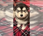 Small Alaskan Malamute