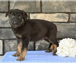 Small #3 German Shepherd Dog