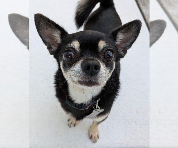 Medium Photo #10 Chiranian Puppy For Sale in Sanford, FL, USA