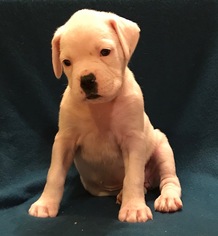 Boxer Puppy for sale in WORCESTER, MA, USA