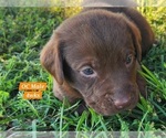 Small Photo #59 Labrador Retriever Puppy For Sale in EDGEWOOD, TX, USA