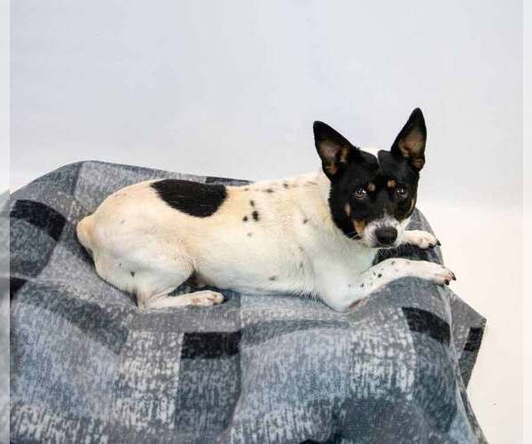 Medium Photo #4 Jack-Rat Terrier Puppy For Sale in Kennesaw, GA, USA