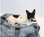 Small #3 Jack-Rat Terrier
