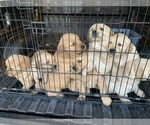 Small Photo #9 Golden Retriever Puppy For Sale in HARRISBURG, IL, USA