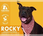 Small American Pit Bull Terrier Mix