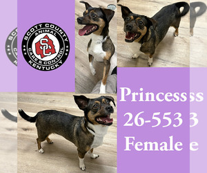 Cheagle Dogs for adoption in Georgetown, KY, USA