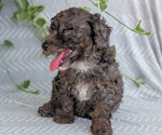Small #9 Poodle (Toy)
