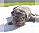 Small #6 Pug