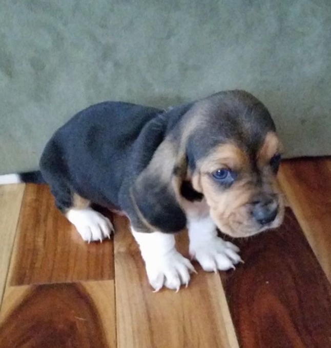 Medium Photo #1 Basset Hound Puppy For Sale in CARTERSVILLE, GA, USA
