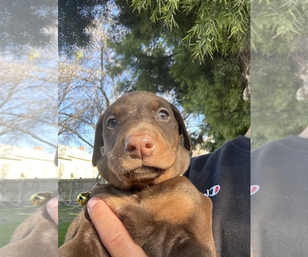 Full screen Photo #7 Doberman Pinscher Puppy For Sale in LEMOORE, CA, USA