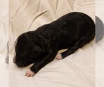Small #5 F2 Aussiedoodle