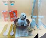 Puppy 6 Golden Retriever-Samoyed Mix