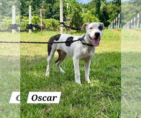 Medium Photo #2 American Pit Bull Terrier-American Staffordshire Terrier Mix Puppy For Sale in Chester, VA, USA