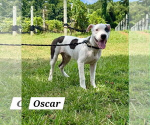 Oscar - Male American Pit Bull Terrier-American Staffordshire Terrier Mix Dog for Adoption - Photo #2