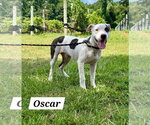 Small #1 American Pit Bull Terrier-American Staffordshire Terrier Mix