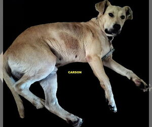 Labrador Retriever-Unknown Mix Dogs for adoption in Woodland Hills, CA, USA