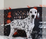 Small #1 Dalmatian