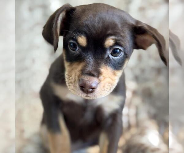 Medium Photo #5 Chiweenie Puppy For Sale in San Diego, CA, USA