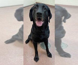 Labrador Retriever Dogs for adoption in Ogden, UT, USA