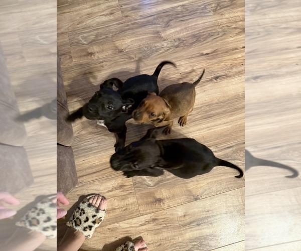 Medium Photo #8 Coonhound Puppy For Sale in ZANESVILLE, OH, USA