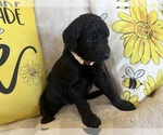 Small #10 Goldendoodle