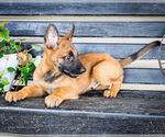 Puppy Traveler Malinois