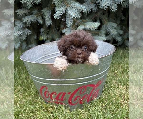 Medium Photo #4 Shih Tzu Puppy For Sale in MIDDLEBURY, IN, USA