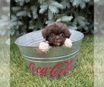 Small #3 Shih Tzu