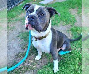 American Pit Bull Terrier Dogs for adoption in Long Beach, CA, USA