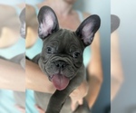 Small French Bulldog