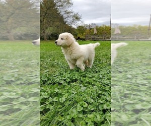 Great Pyrenees Puppy for sale in WARRIORS MARK, PA, USA