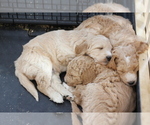 Small Photo #12 Goldendoodle Puppy For Sale in TURIN, NY, USA