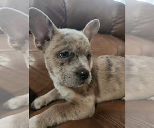 French Bulldog-Pomsky Mix Puppy for sale in CHEYENNE, WY, USA
