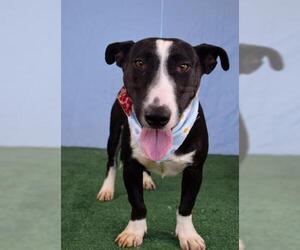Bull Terrier Dogs for adoption in Bakersfield, CA, USA