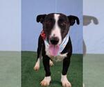 Small Bull Terrier