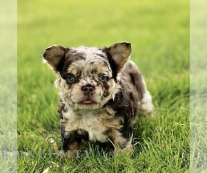 French Bulldog Puppy for sale in RONKS, PA, USA