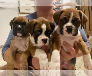 Boxer Puppy for sale in OAKVILLE, MO, USA