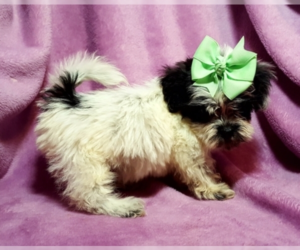 Medium Photo #1 ShihPoo Puppy For Sale in BUFFALO, MO, USA